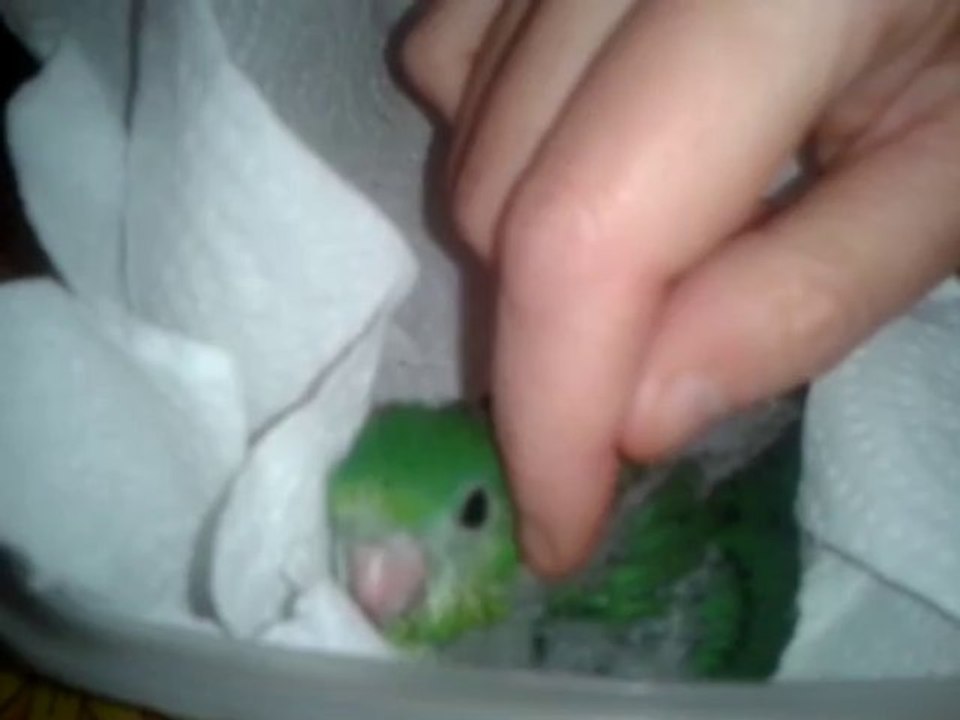 bébé perruche Catherine né le 16 octobre 2013 (2e né) presque 1 mois !