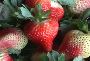 8 de noviembre de 2013 Fresas.