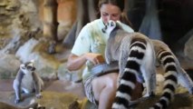 FEEDING CUTE LEMURS - BEST JOB EVER