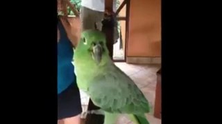 Laughing Parrot