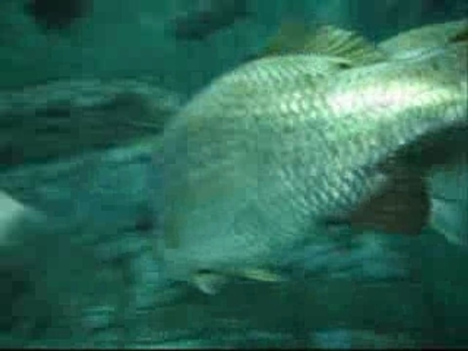 Shanghai video 4eme partie