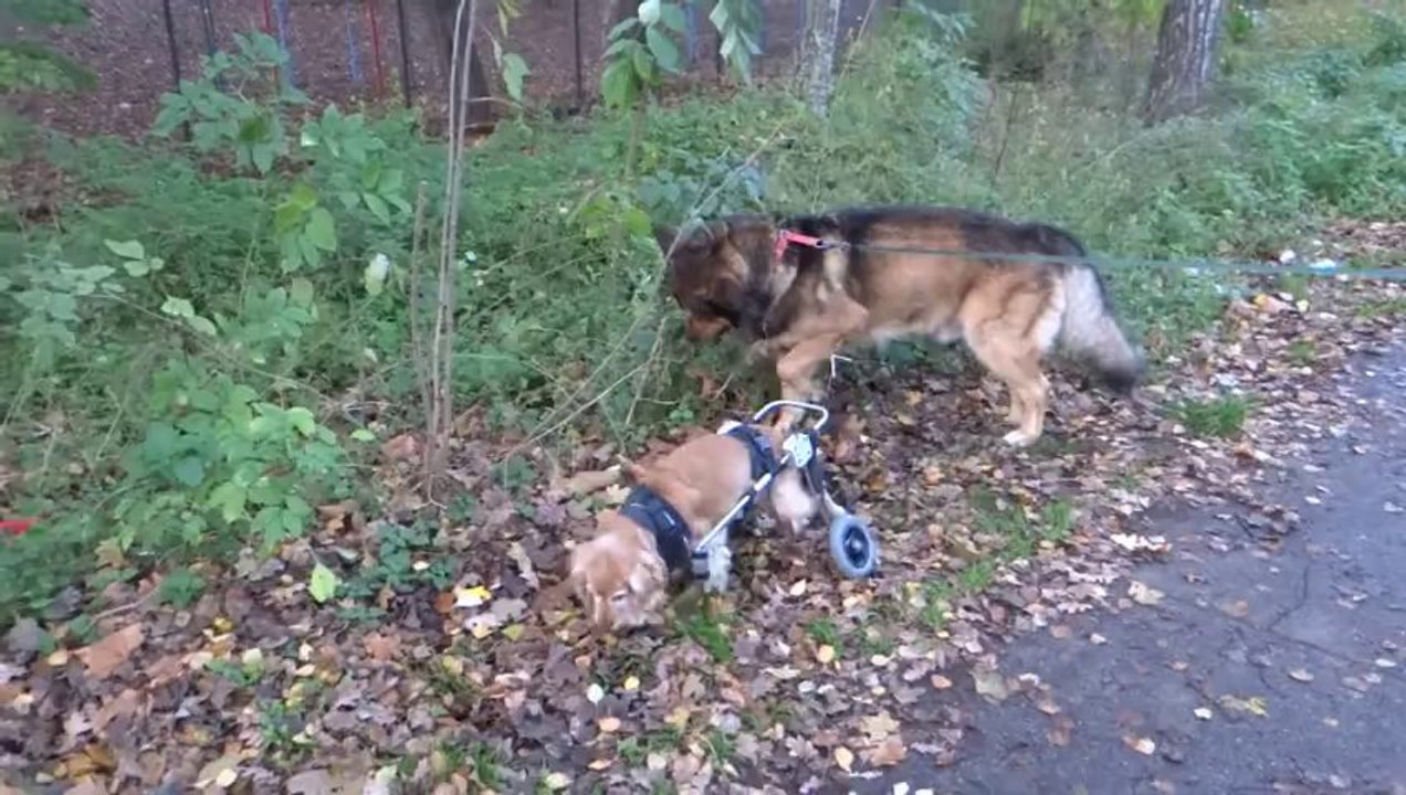 Biene geht spazieren