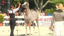 Nîmes Concours national de chevaux Pur Sang Arabes