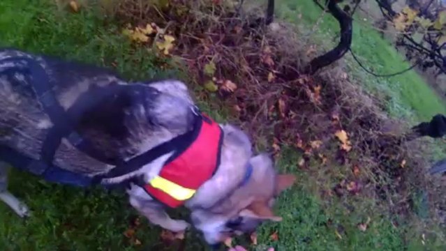 FURCAS chien loup en recherche utilitaire