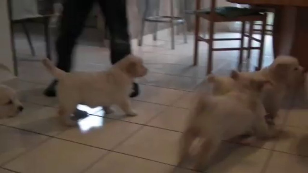 Chiots golden retriever à 6 semaines - 2