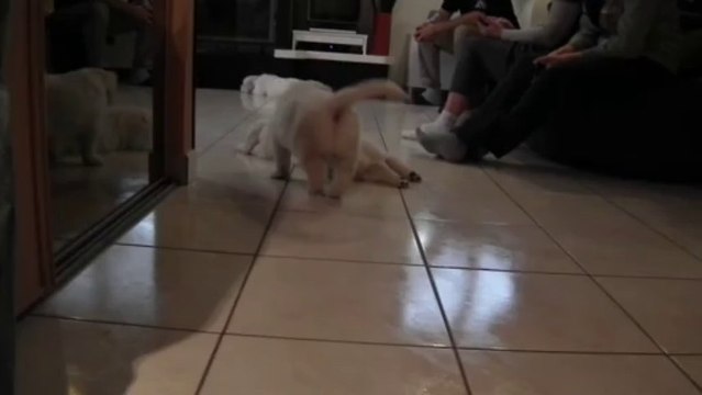 Chiots golden retriever à 6 semaines - 3