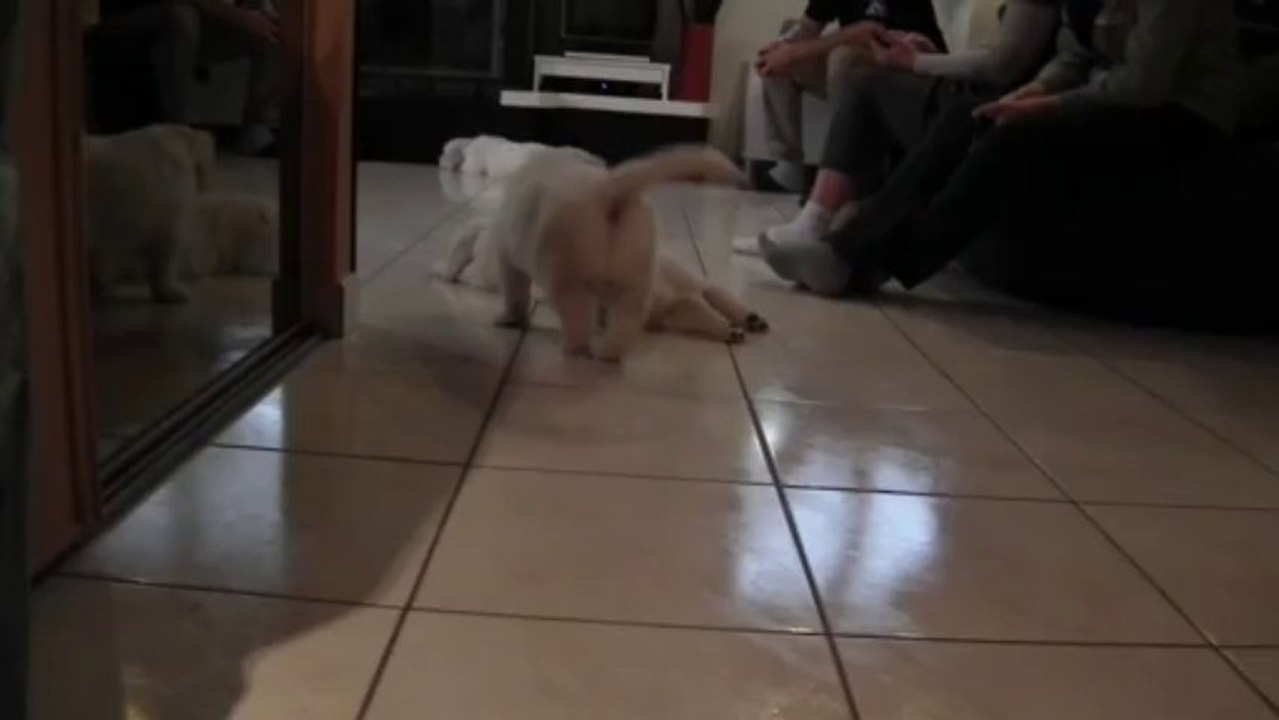 Chiots golden retriever à 6 semaines - 3