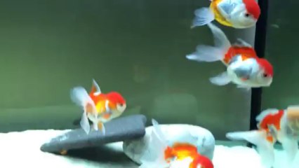 oranda japonlar