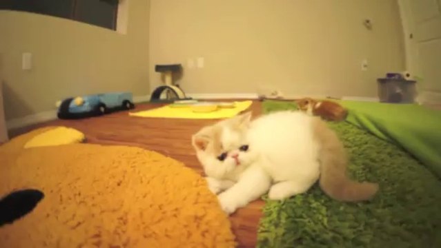 Un chaton aboie comme un chien