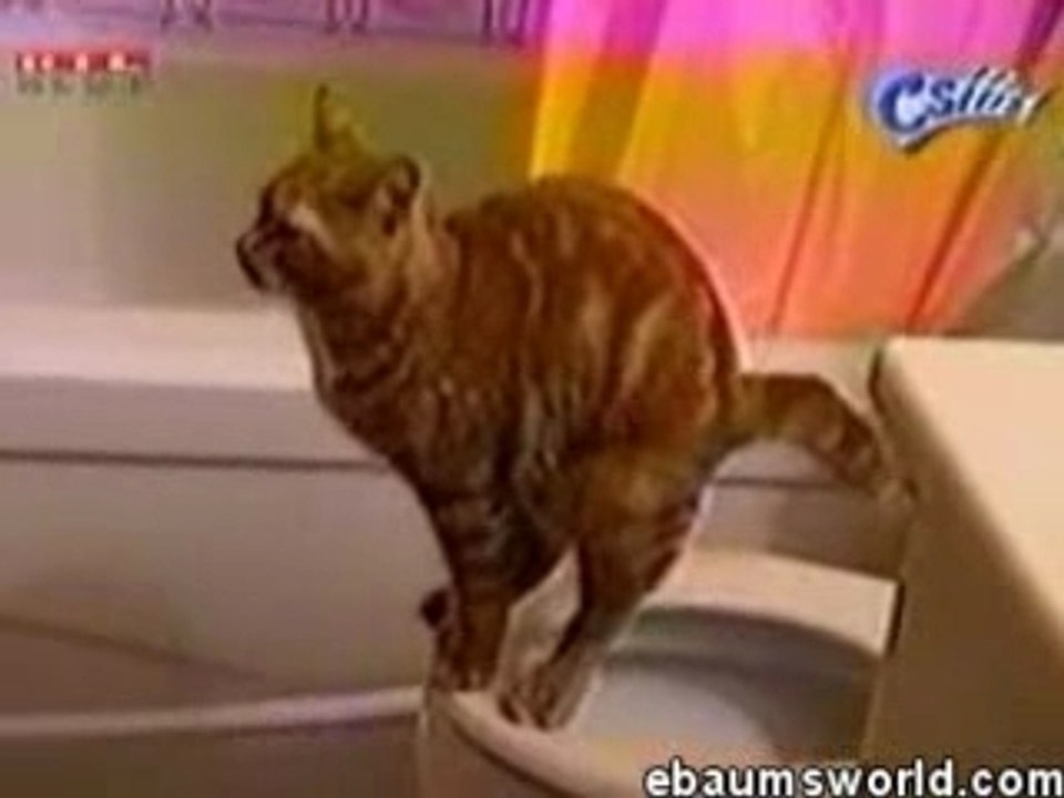 Catpoo