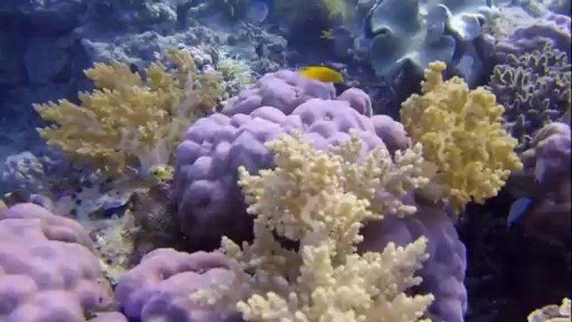 Angel Island Indonesia 2013 and snorkeling around the island