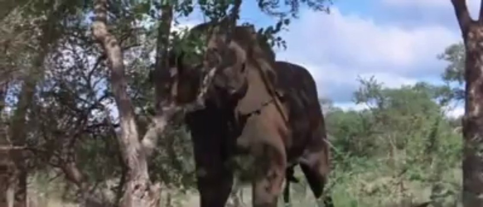 Ever Wonder What Animals Look Like While Drunk