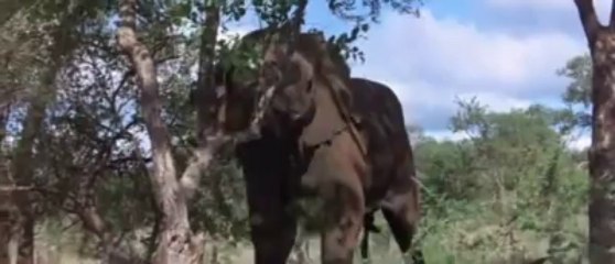 Ever Wonder What Animals Look Like While Drunk