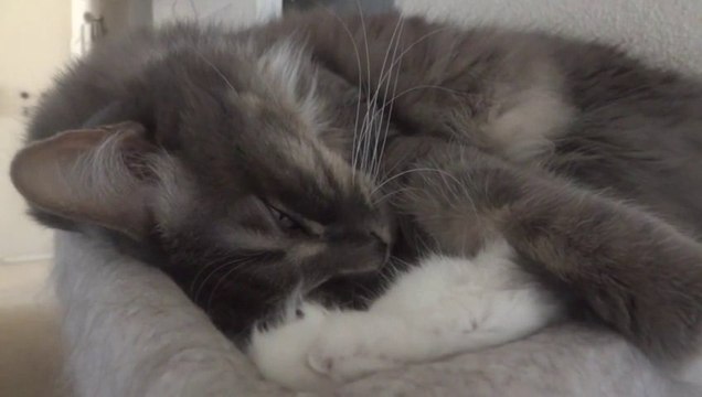 CHAT qui RONFLE en dormant. Trop Mignon!