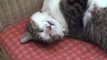 Cats Sleeping in Weird Positions - CUTE ANIMALS COMPILATION