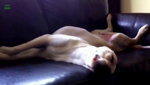 Des CHIENS qui dorment dans des positions Bizarre - COMPILATION D'ANIMAUX MIGNONS