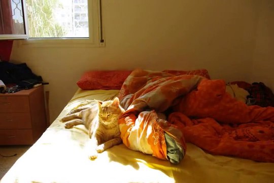 Cat Sunbathing On Bed Time Lapse Is Oddly Soothing