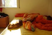 Un CHAT prend le soleil - En TIME-LAPSE