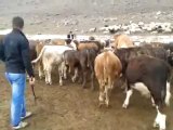 Kars Hayvan Satışı - Kars Hayvan Fiyatları - Diyar Bekirhan : 05369205772