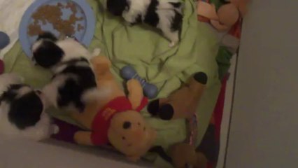 M4H03735 Les bébés veulent les bras!