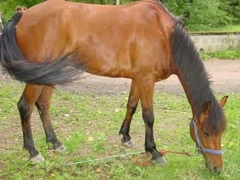 Les chevaux du centre equestre