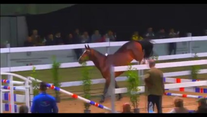 Touloren al salto libero