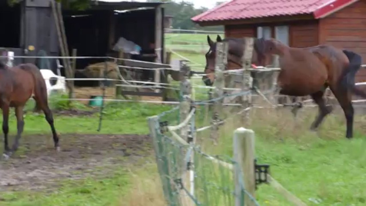 Destinée joue avec Cab