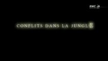 Conflits dans la nature - conflits dans la jungle