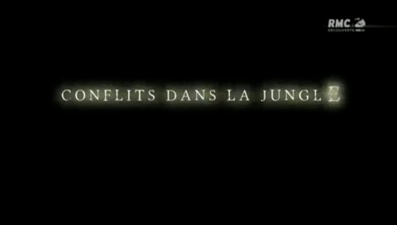 Conflits dans la nature - conflits dans la jungle