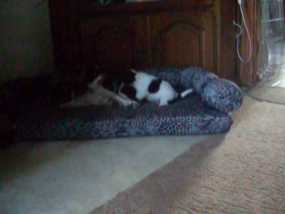 HYMA SUMAC ,INVICTUS DE LA VERTE  ALBION