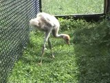 Artificial insemination of the Black Necked crane -grus Nigricollis-by Europeancranefoundation Harry Geurts c 2012 Belgium.