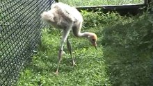 Artificial insemination of the Black Necked crane -grus Nigricollis-by Europeancranefoundation Harry Geurts c 2012 Belgium.