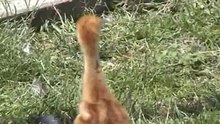 Hooded crane with chick- grus monacha- by Europeancranefoundation Harry Geurts c 2012 Belgium