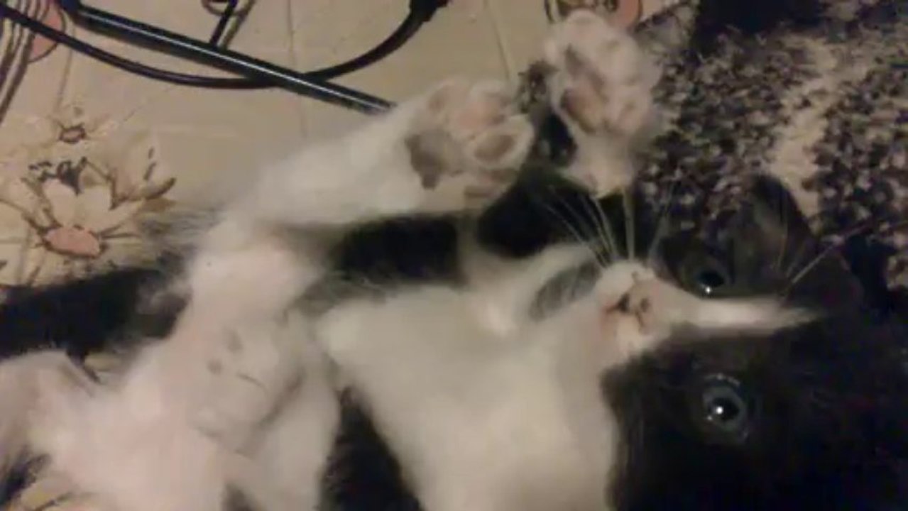 Cute kitty