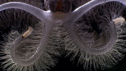 Życie. Odc.6. Owady.