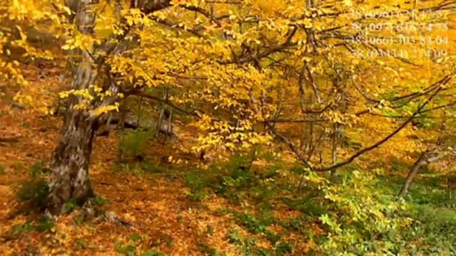 Отдых в Карпатах частный сектор Яремче відпочинок в Карпатах