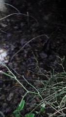 Here is tree #3 video from Saturday  11/09/2013