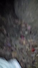 Blu and Pepper tree #4  Saturday 11/09/2013