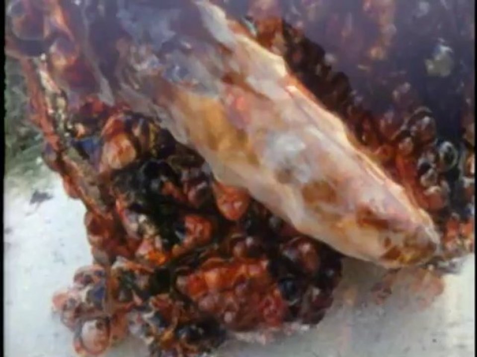 Doctor Who - The Three Doctors Part II