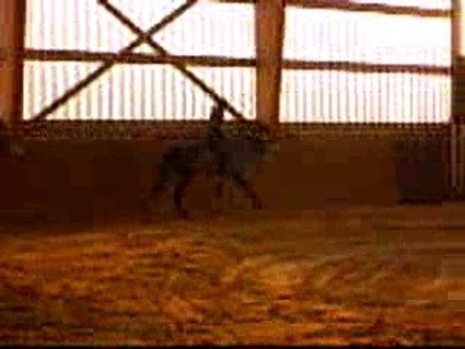 galop droit repass au trot