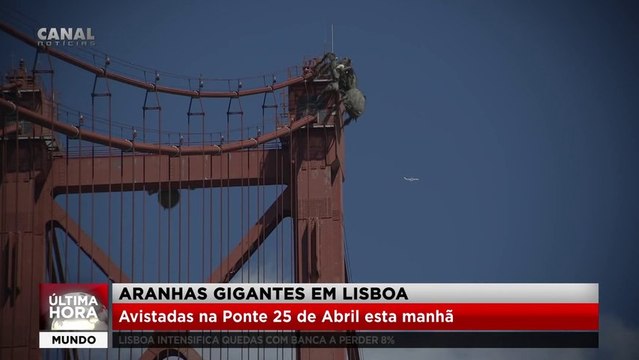 De gigantesques araignées attaquent à Lisbonne
