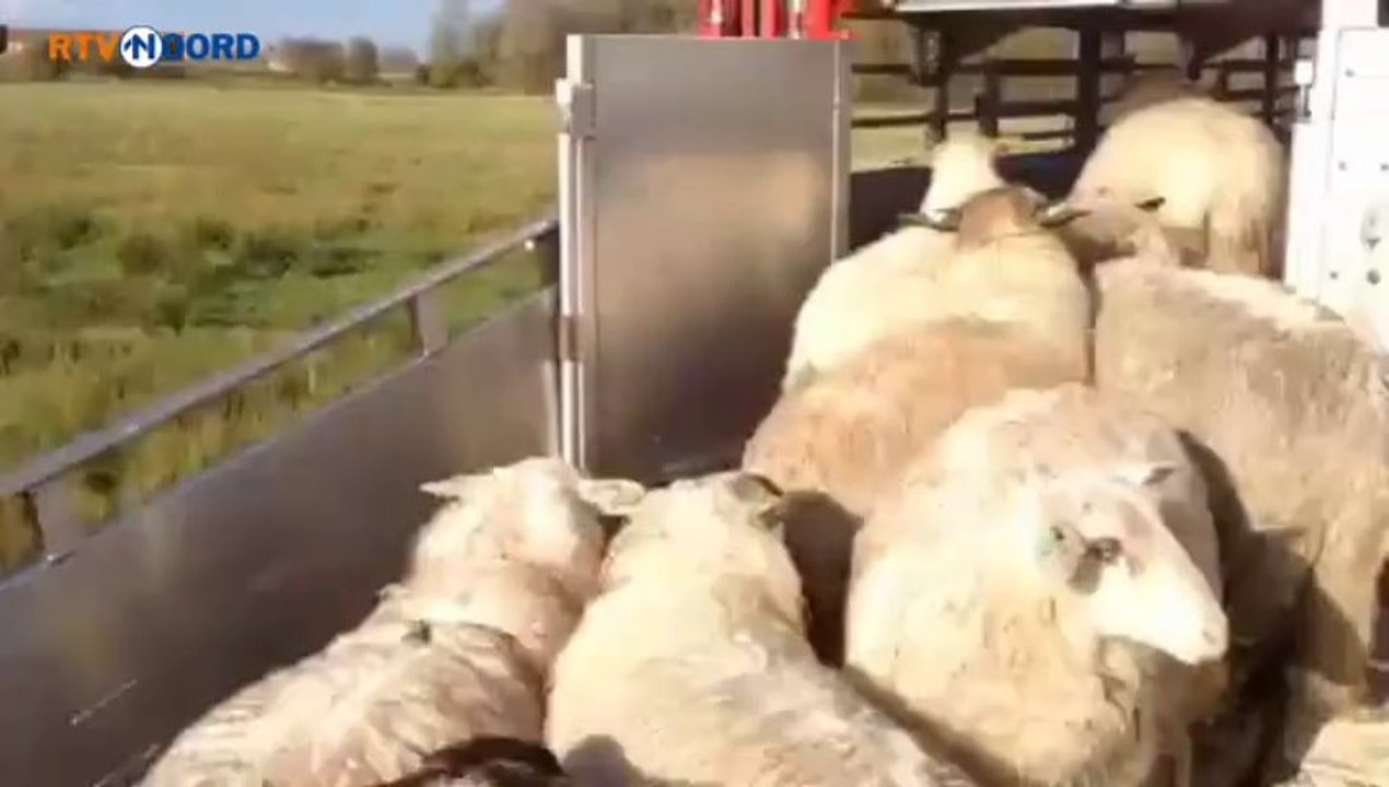 Stadsschapen terug naar Drenthe - RTV Noord