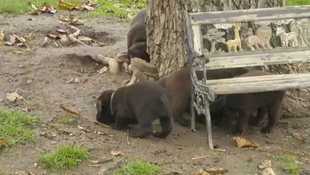 Les bébés Labrador Chocolat de Guessy et Denver agés de 6 semaines