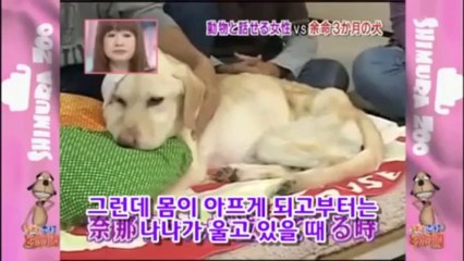 하이디 - 시한부 3개월의 개 루시