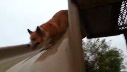 DOG in a Twisty slide! And he loves that!