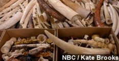 U.S. Destroys 6 Tons Of Confiscated Ivory