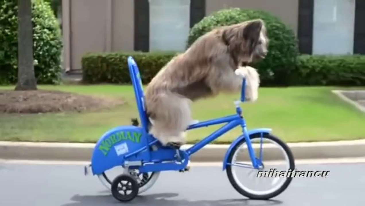 Des CHIENS qui font des trucs d'HUMAIN - Compilation d'Animaux marrants