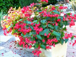 LES FLEURS EN 2013, POUR MARIE-CLAIRE