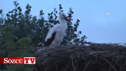 Kargaların toplu dansı