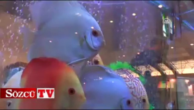 Kırmızı halı bu kez onların